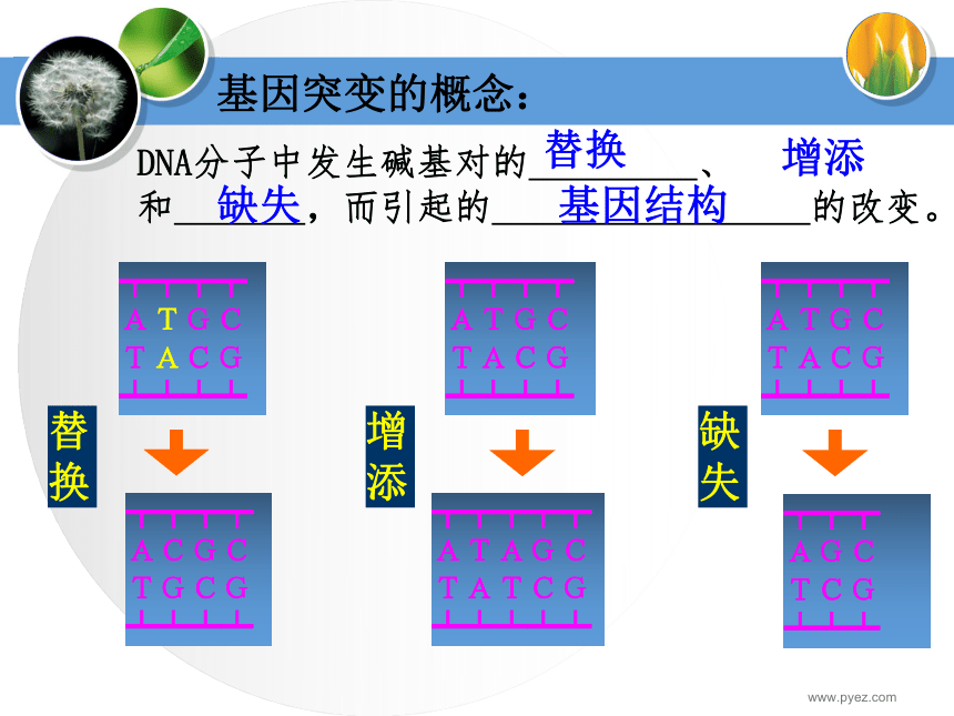 基因突变和基因重组[下学期]