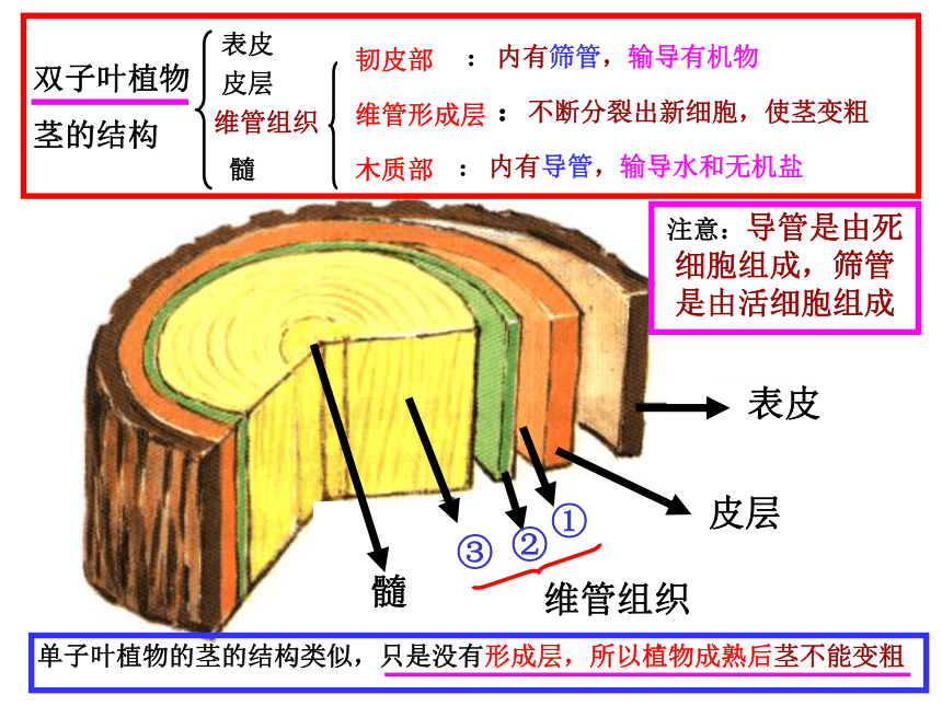 韧皮部结构图图片