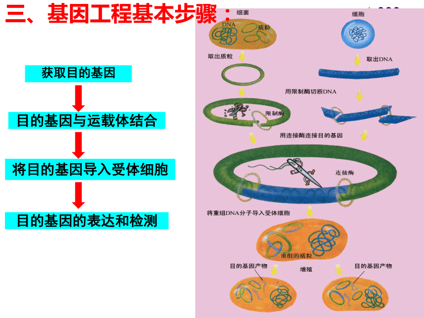 高中生物人教版必修二第七章第1节  现代生物进化理论的由来   课件 (:29张PPT)