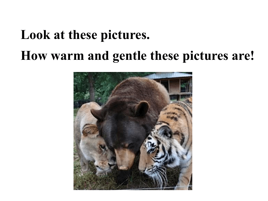 Unit 3 Animals Are Our Friends.Lesson 18 Friendship Between Animals.课件