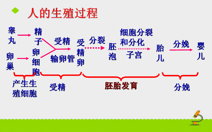 青春期课件共27张ppt