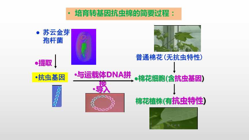 高中生物人教版2019选择性必修三32基因工程的基本操作程序优质课件55