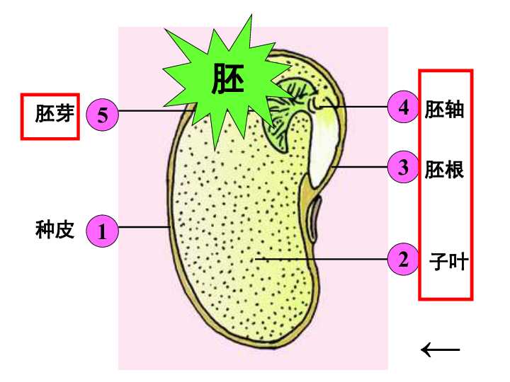 第四节种子的萌发（第一课时）种子萌发的条件 课件