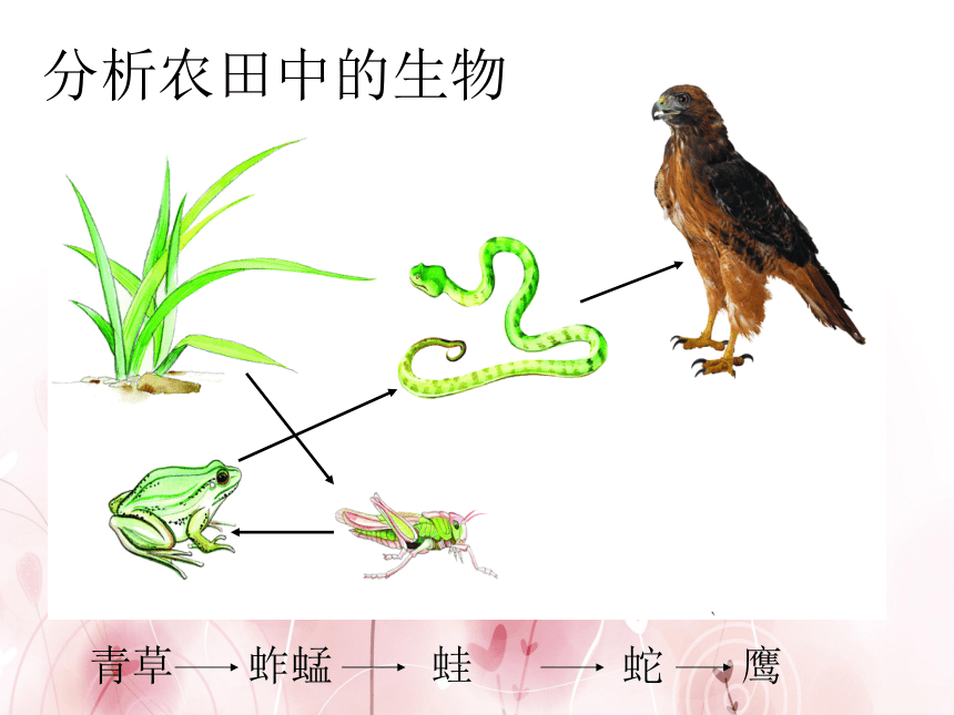 蘇科版七上生物361食物鏈課件共17張ppt