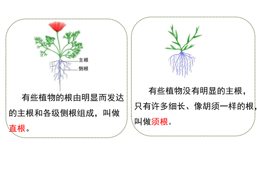 6 植物的根(课件15张ppt)