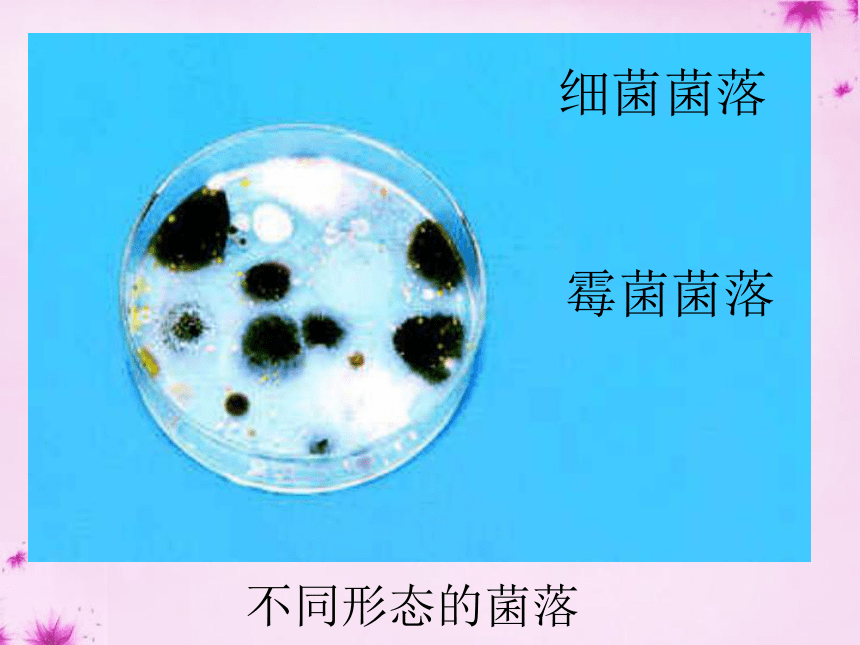 4.1细菌和真菌的分布 课件  (共35张PPT)