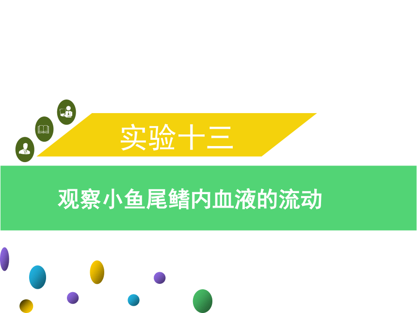 2022年中考生物实验手册总复习实验十三观察小鱼尾鳍内血液的流动共10