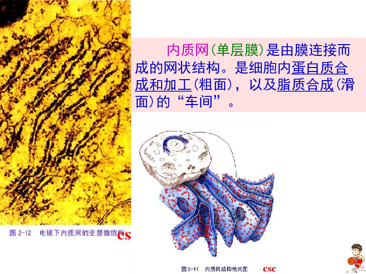 高中必修一生物课件：3.2细胞器──系统内的分工合作(共34张PPT)