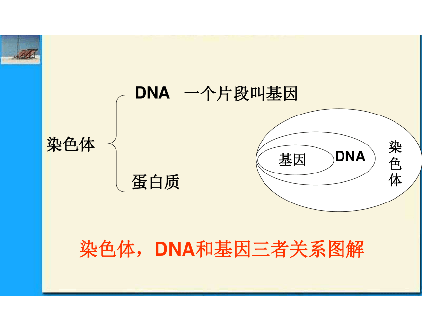 人教版生物八下7.2.2基因在亲子代间的传递 课件（29张ppt）