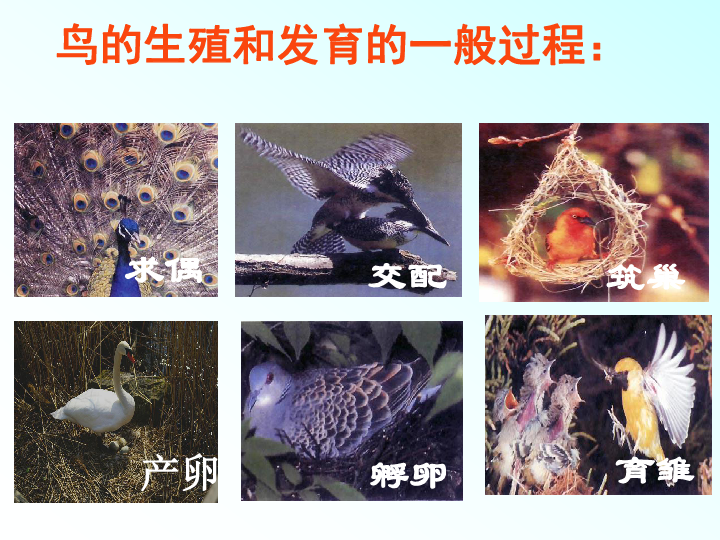 鸟的生殖和发育