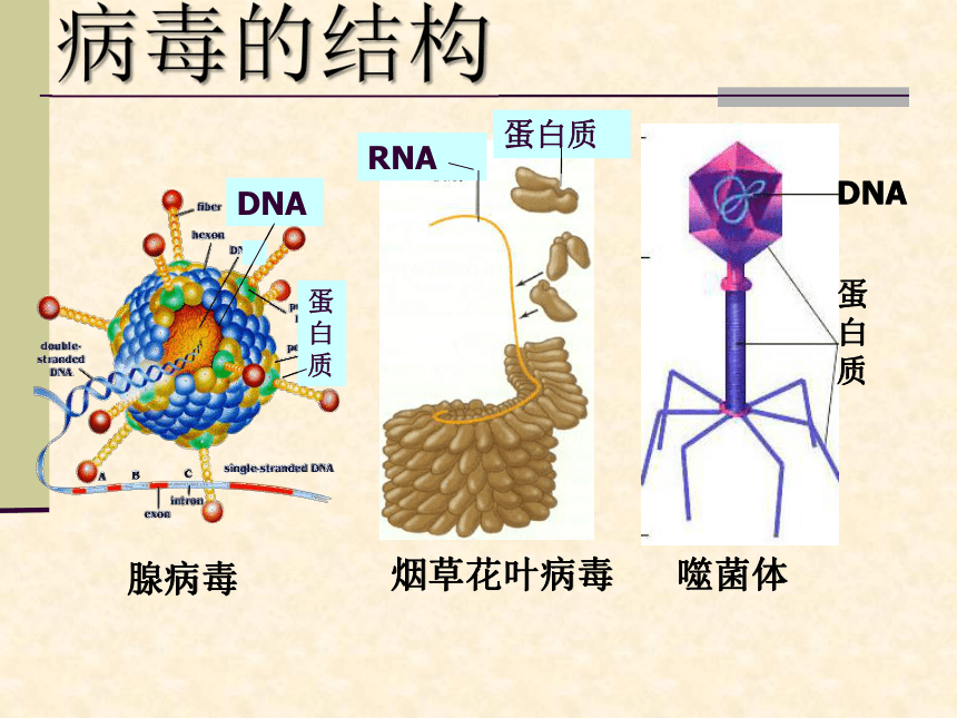 沪科版高中生物第一册第3章第3节非细胞形态的生物病毒课件33张