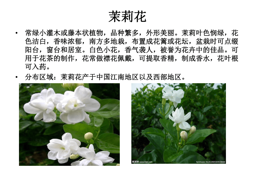 茉莉花的其他特点图片