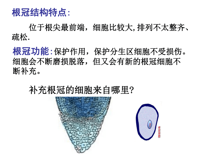 4.1 绿色开花植物的营养器官（根）