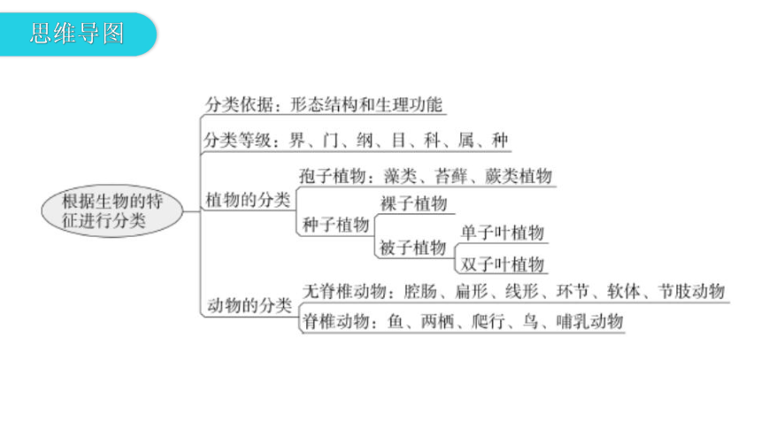 人教版生物八年级上册 第六单元 第一章根据生物的特征进行分类 章 末 总 结 课件 （共23张PPT）