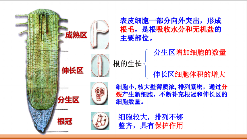 322植株的生长课件共31张ppt