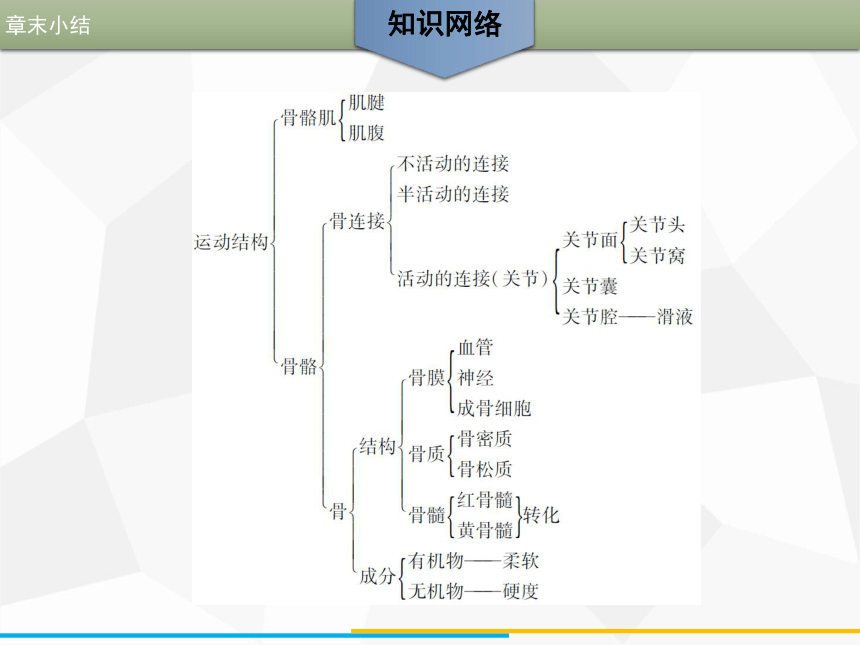 北师大版八年级上册生物第15章动物的运动章末小结课件16张ppt