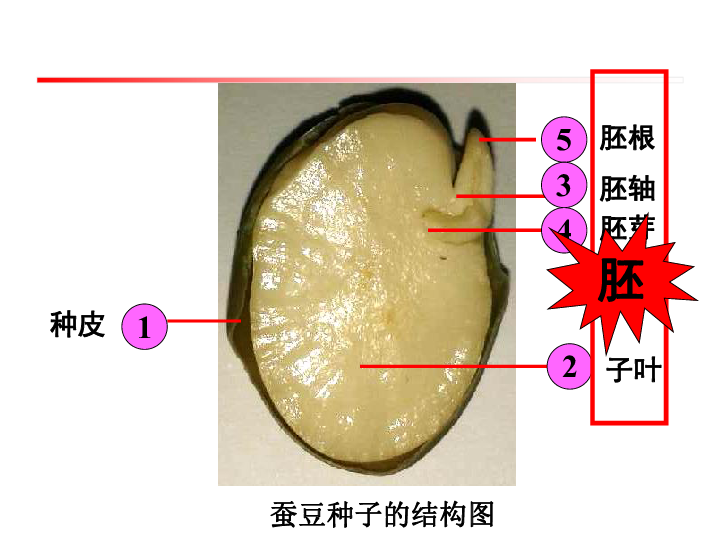 《植物的生长发育》课件 (共34张PPT)