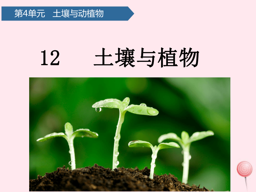 第四单元土壤与动植物12土壤与植物课件青岛版六三制(共17张PPT)