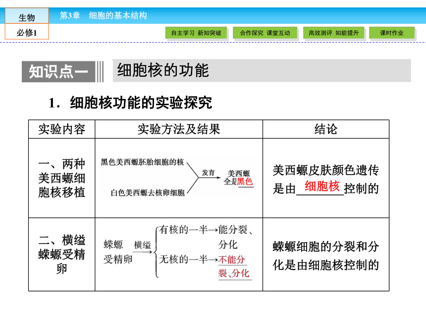 （人教版）高中生物必修一：3.3《细胞核——系统的控制中心》课件（共42 张PPT）