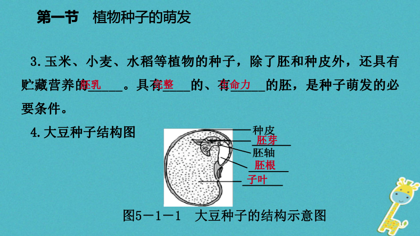 植物种子的萌发课件(17张PPT)