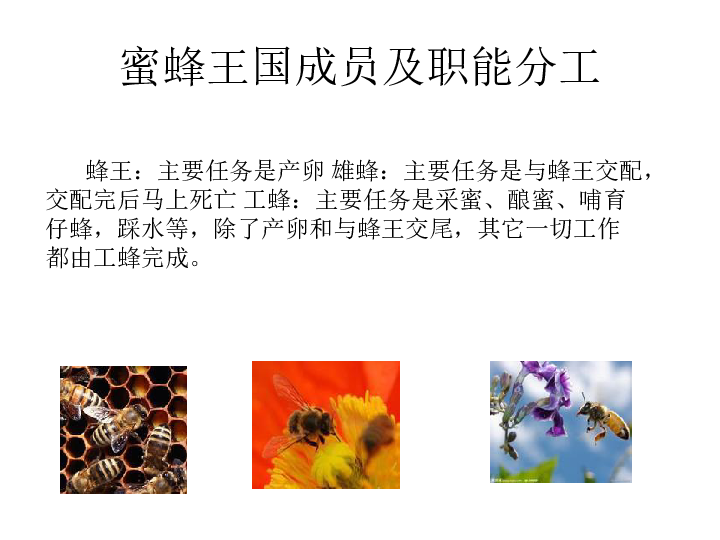 冀教版 信息技术 四年级下册  第16课神秘的蜜蜂王国   课件(共14张PPT)