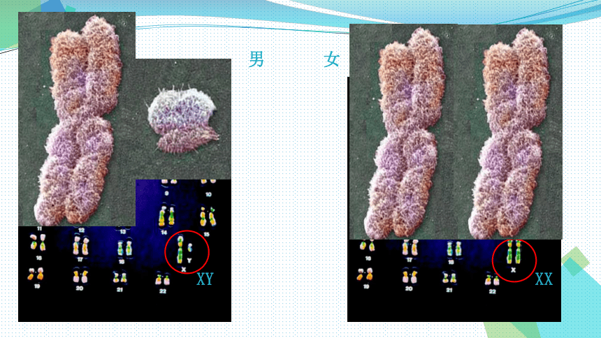 3 人類染色體與性別決定課件(22張ppt)