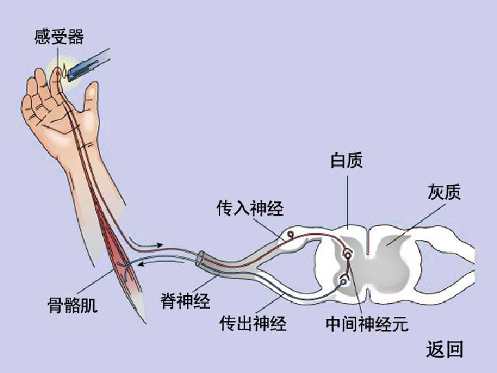 腘神经在哪里图片图片