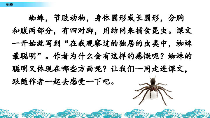 长春版六年级下册语文课件：3.2 蜘蛛（35张）