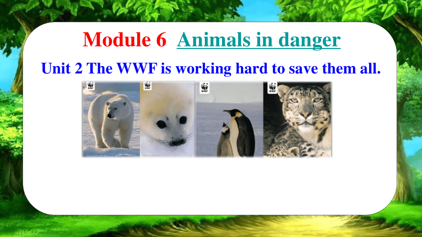 Module 6  Animals in danger. Unit 2 The WWF is working hard to save them all.课件