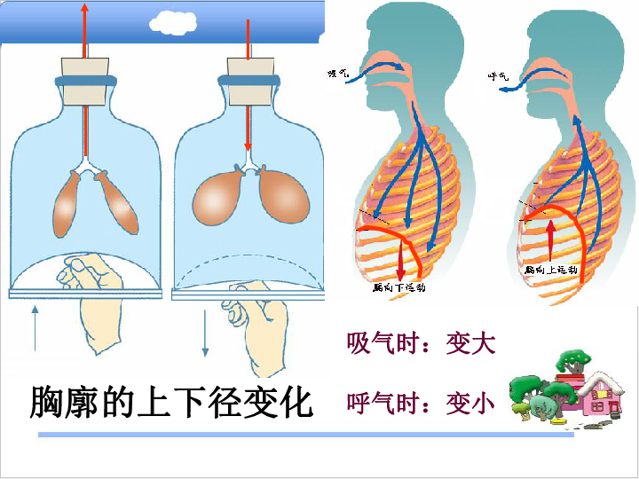 教版 七年級下冊 第二單元 我們的身體與健康的生活 第三章 健肺強腎