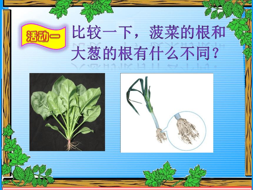 4 植物的根 课件
