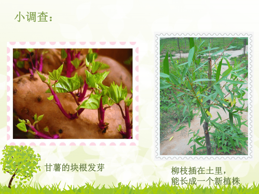 植物的生殖（22张PPT）