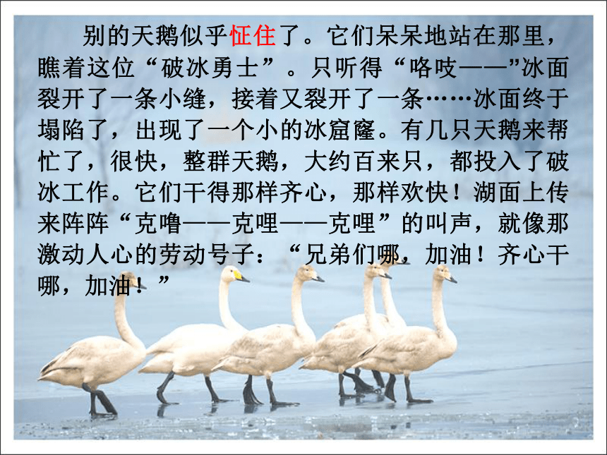 （沪教版）三年级语文上册课件 天鹅的故事 4