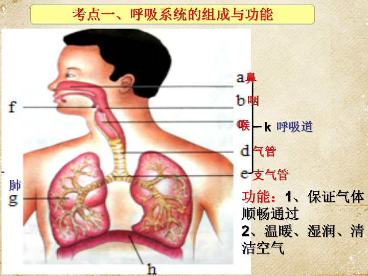 复习专题七 人体的呼吸课件（共26张PPT）