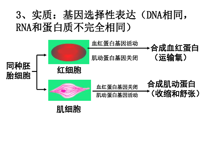 人教版（新课程标准）  必修1  第六章 细胞的生命历程  第2节 细胞的分化生（21PPT）