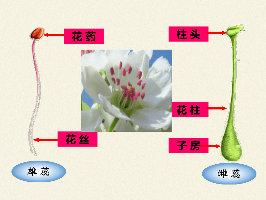 花的雌蕊和雄蕊图片