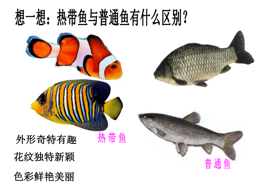 15 热带鱼乐园 课件 (3)