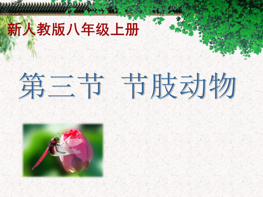 第三节 软体动物和节肢动物课件（29张PPT）