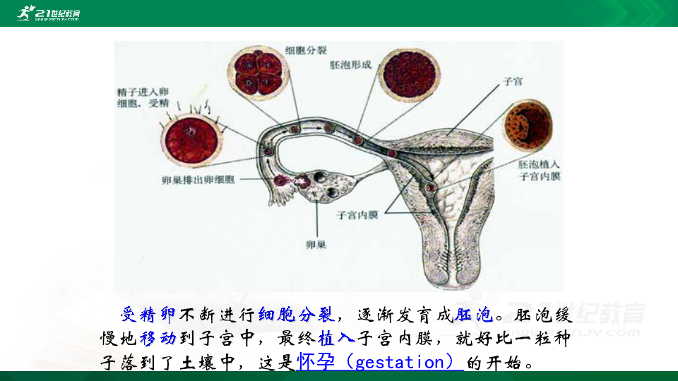 人教版七年级下册中考生物知识点归纳(31张PPT)