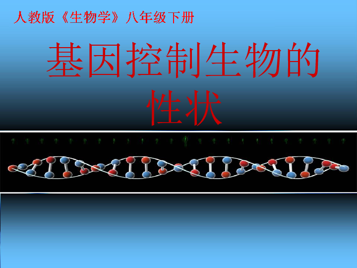 基因控制生物的性状课件（共33张PPT）