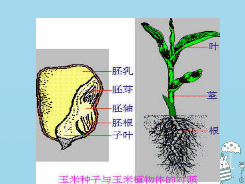 3.1.2种子植物 课件（25张PPT）
