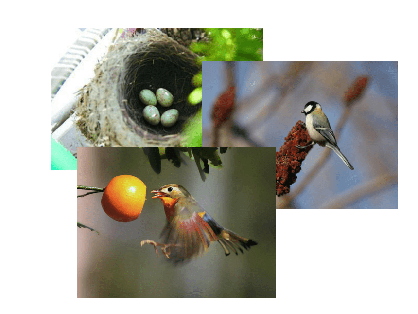 科学六年级上冀教版1.3鸟类动物的特征课件3