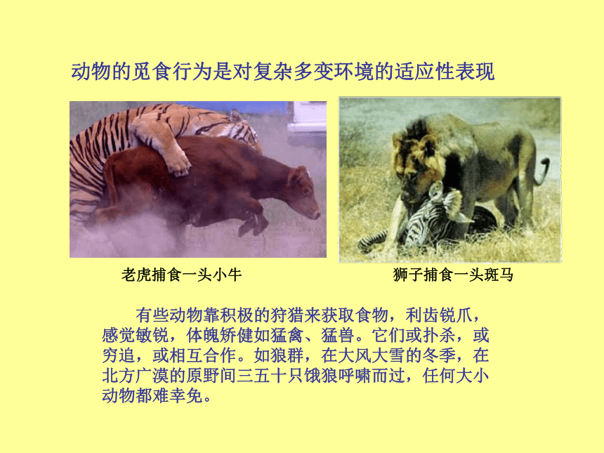 苏教版八上生物  18.1 动物行为的主要类型 课件（23张PPT）