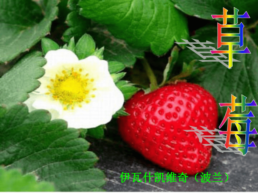 广东省河源市南开实验学校九年级语文上册：4草莓 课件（共19张PPT）