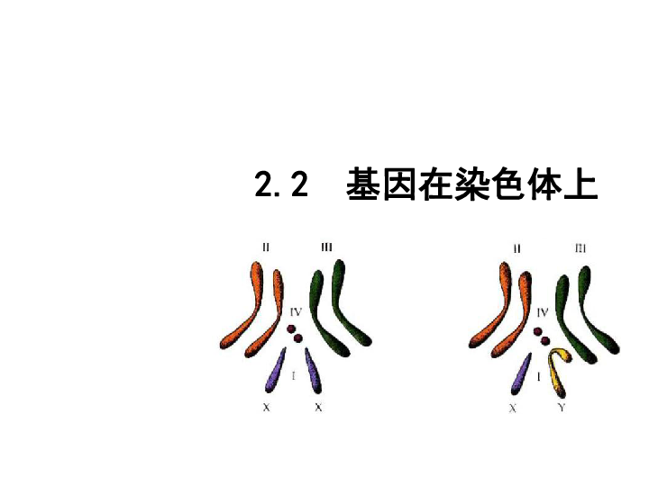 高中生物必修二课件：2.2 基因在染色体上 (共23张PPT)