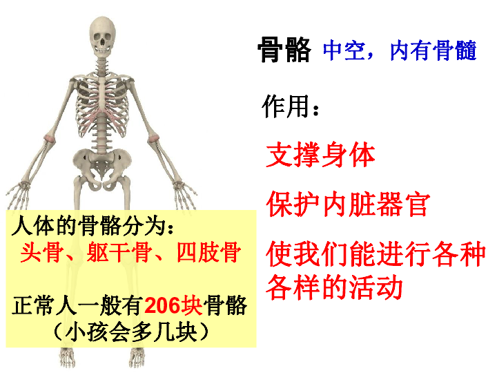 4.2骨骼、关节和肌肉 课件（22张PPT）