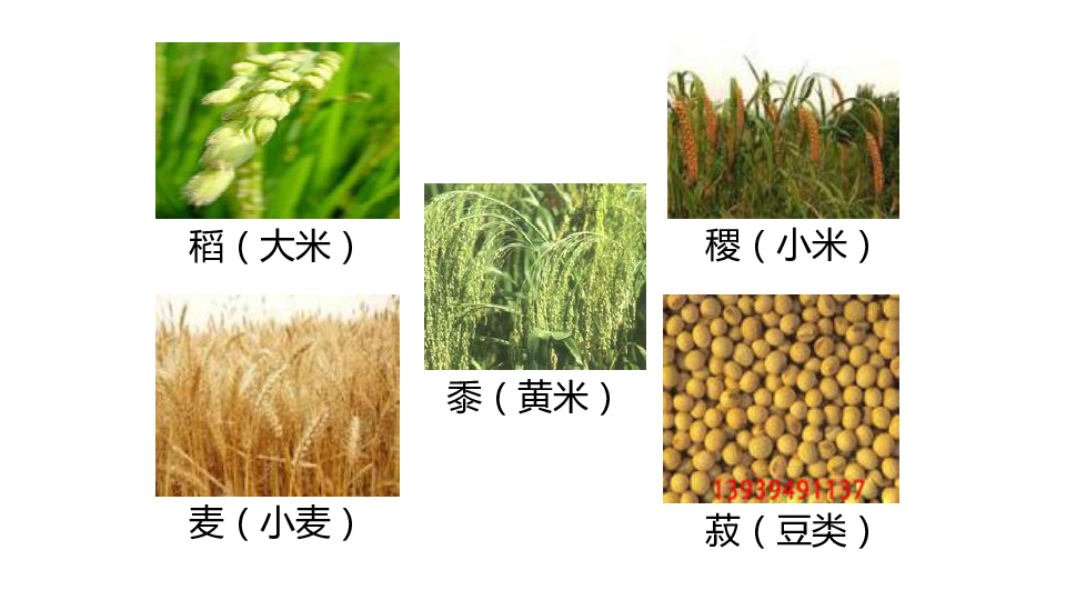 稻粱菽麦黍稷是哪六谷图片