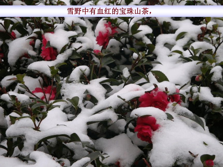 雪课件