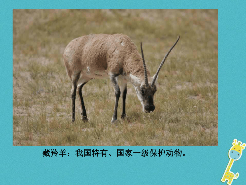 广东省揭阳市八年级生物上册17.2我国的动物资源课件（新版）北师大版