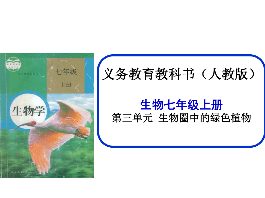 人教版生物七年级上册第三单元 《生物圈中的绿色植物》说课稿(共25张PPT)